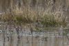 Water Pipit at Vange Marsh (RSPB) (Mike Bailey) (69857 bytes) Water Pipit at Vange Marsh (RSPB) (Mike Bailey) (69857 bytes)